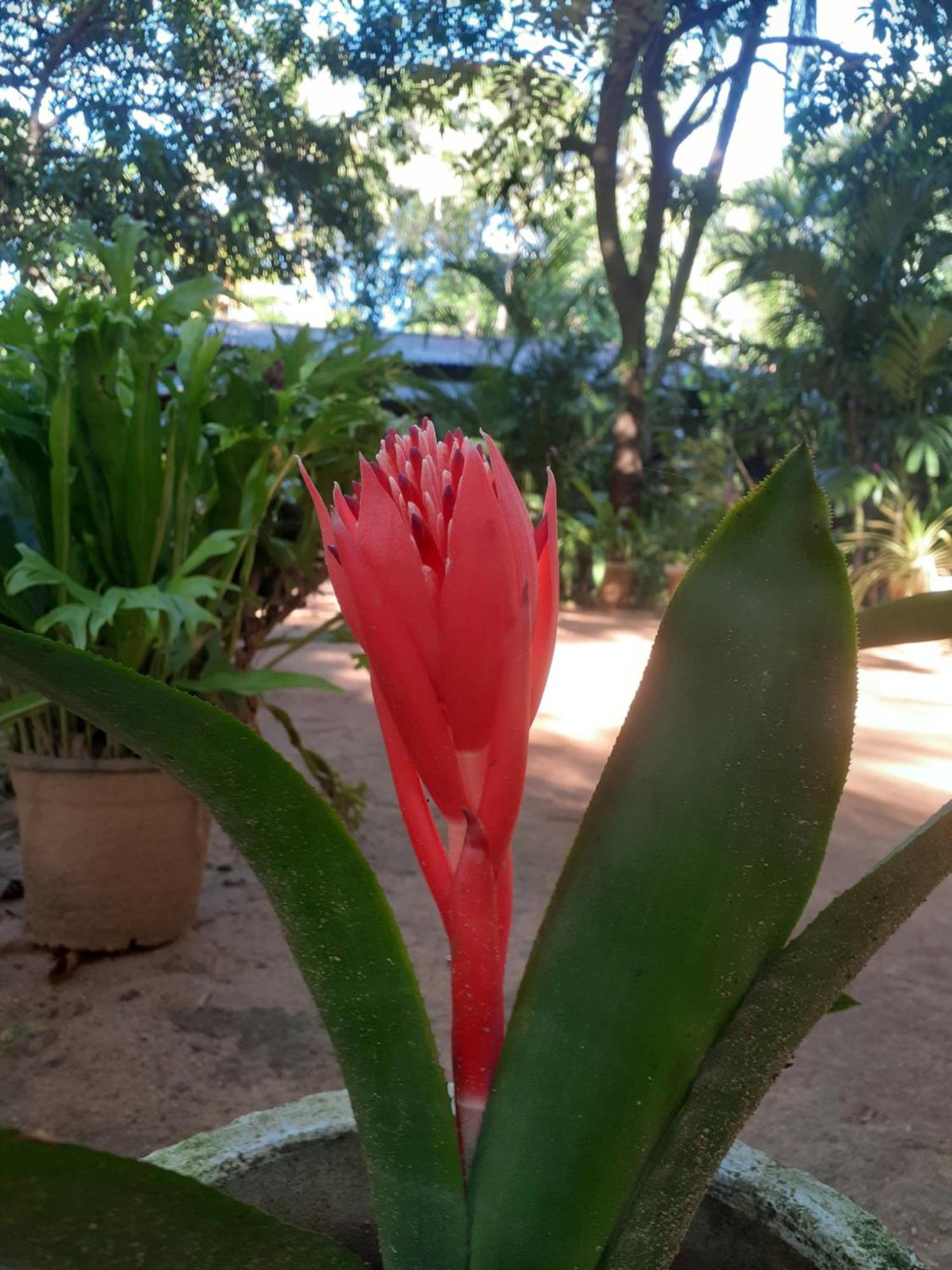 Green Bamboo House Sigiriya Luaran gambar