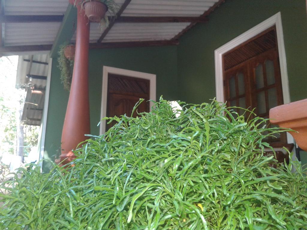 Green Bamboo House Sigiriya Luaran gambar